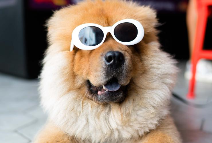 Check out some new frames dog wearing glasses